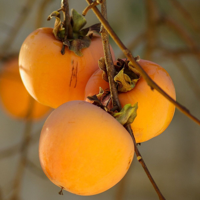 Plaqueminier Fuyu, Kaki, Diospyros