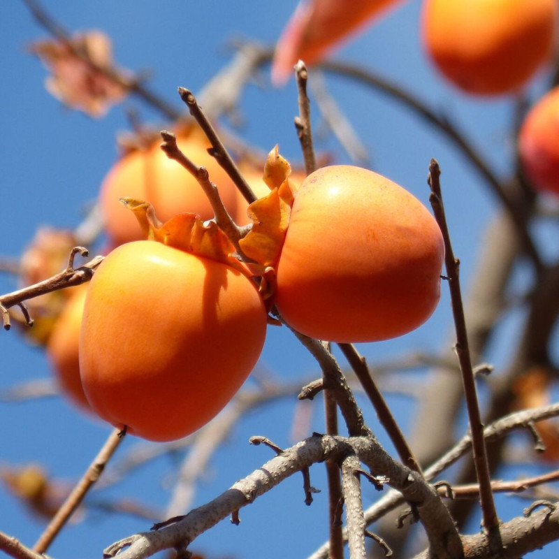 Plaqueminier Fuyu, Kaki, Diospyros