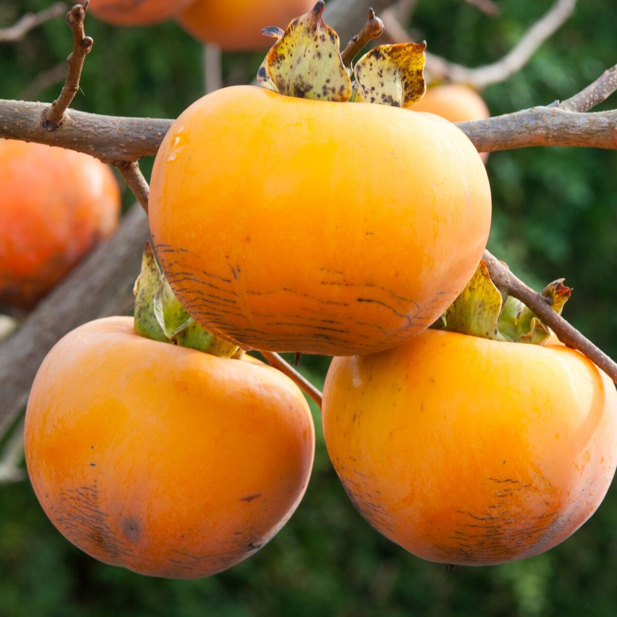 Plaqueminier Vaniglia, Kaki, Diospyros