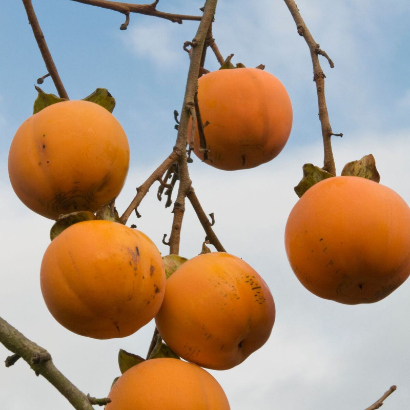 Plaqueminier Vaniglia, Kaki, Diospyros