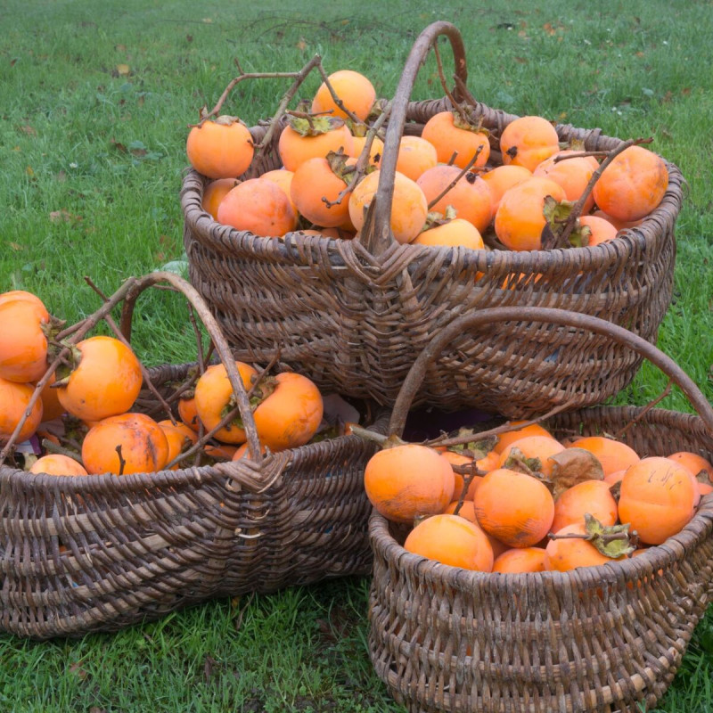 Plaqueminier Vaniglia, Kaki, Diospyros