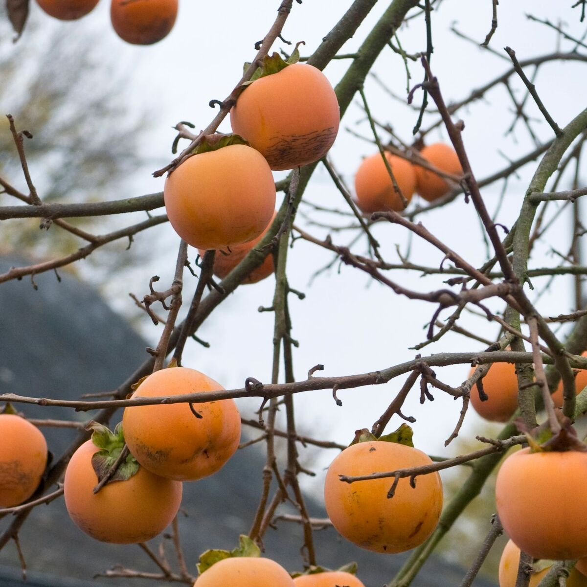 Plaqueminier Vaniglia, Kaki, Diospyros