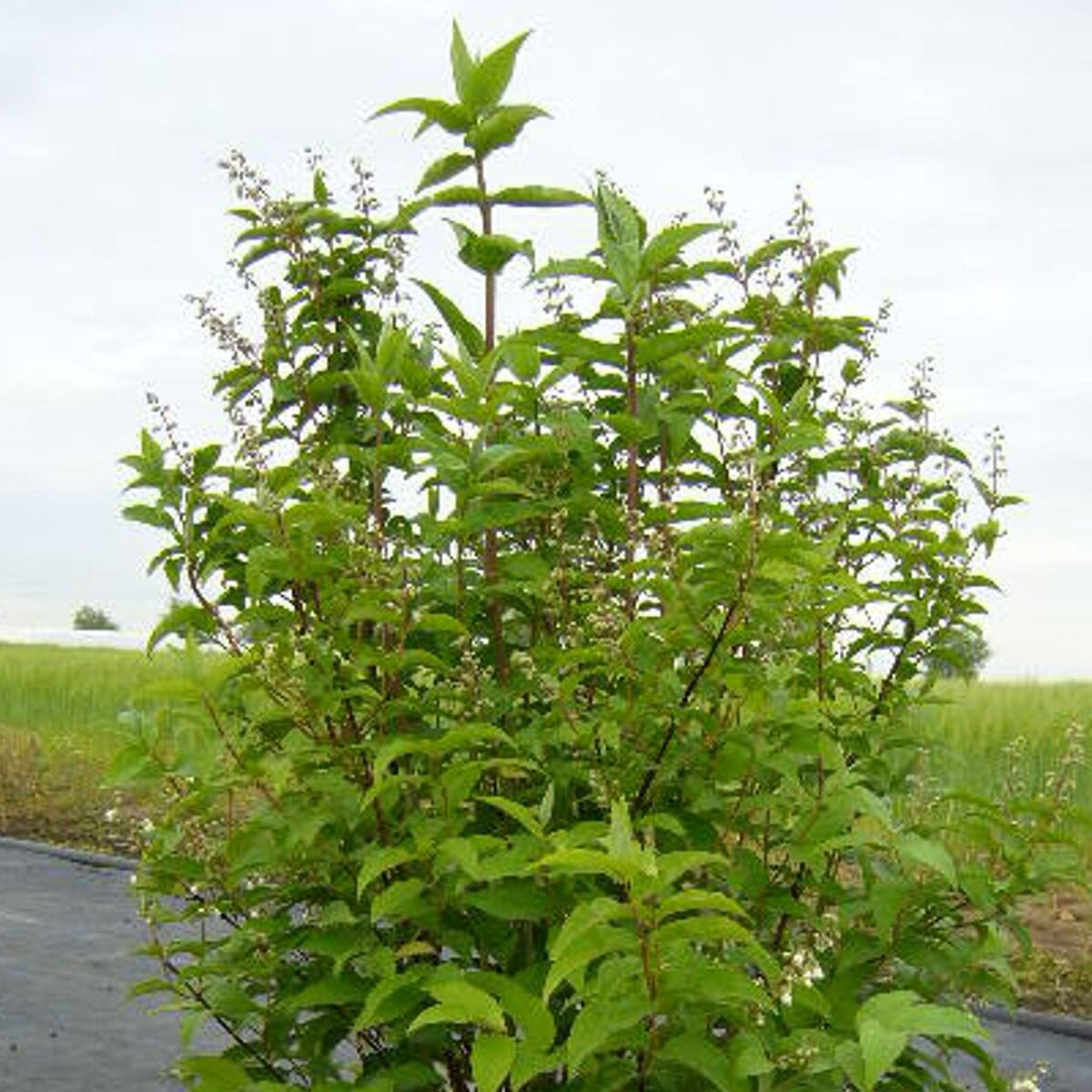 Deutzie Pink Pompon, Deutzia