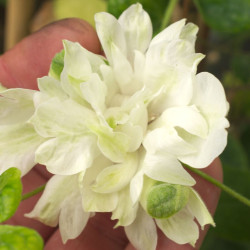 Clématite Delphine®