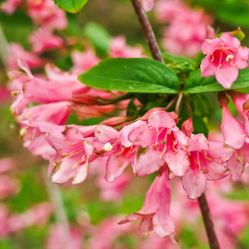 Weigela Conquête, Weigelia
