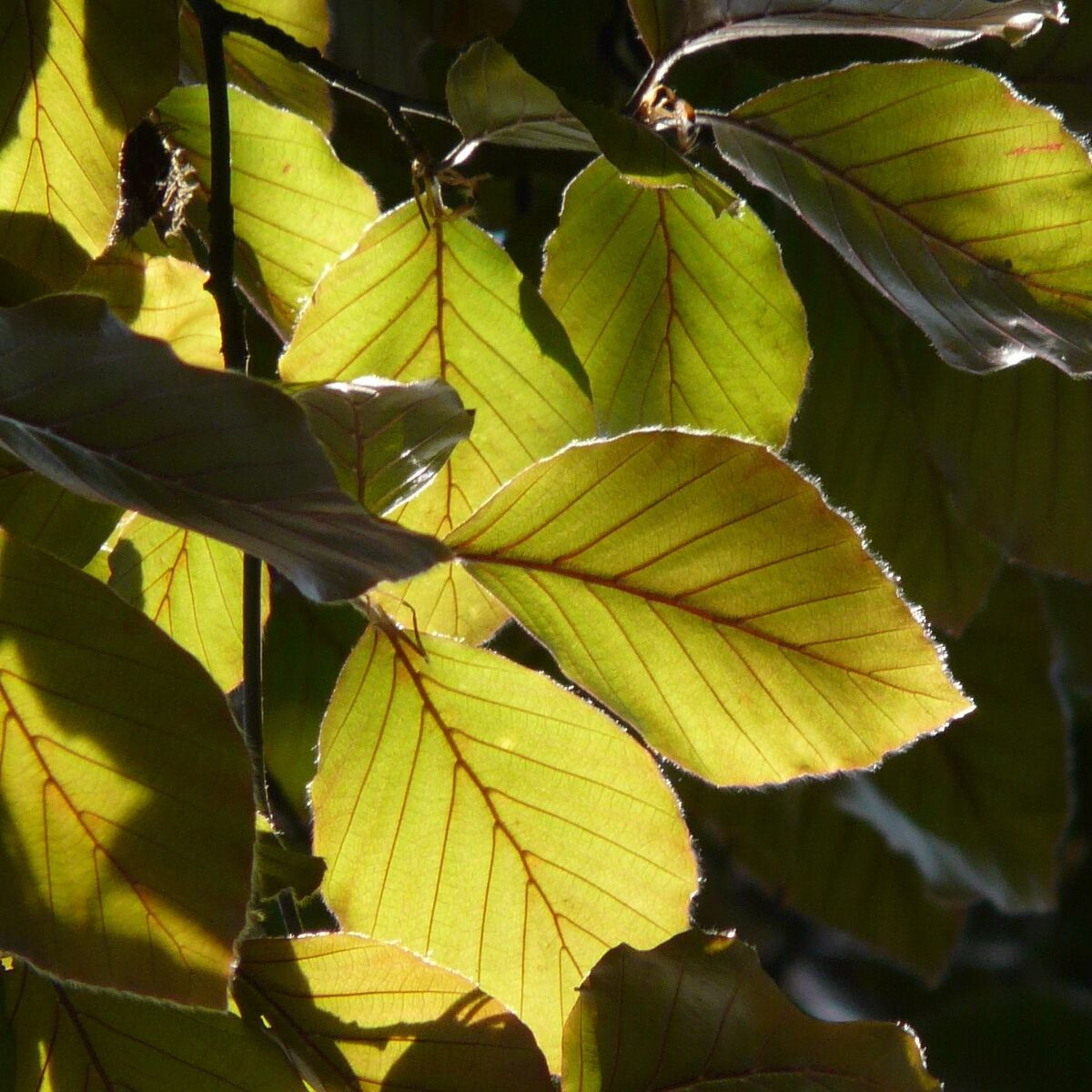 Hêtre commun Dawick Gold, Fagus Hêtre commun Dawick Gold, Fagus