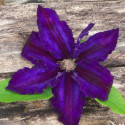 Clématite Black Tea