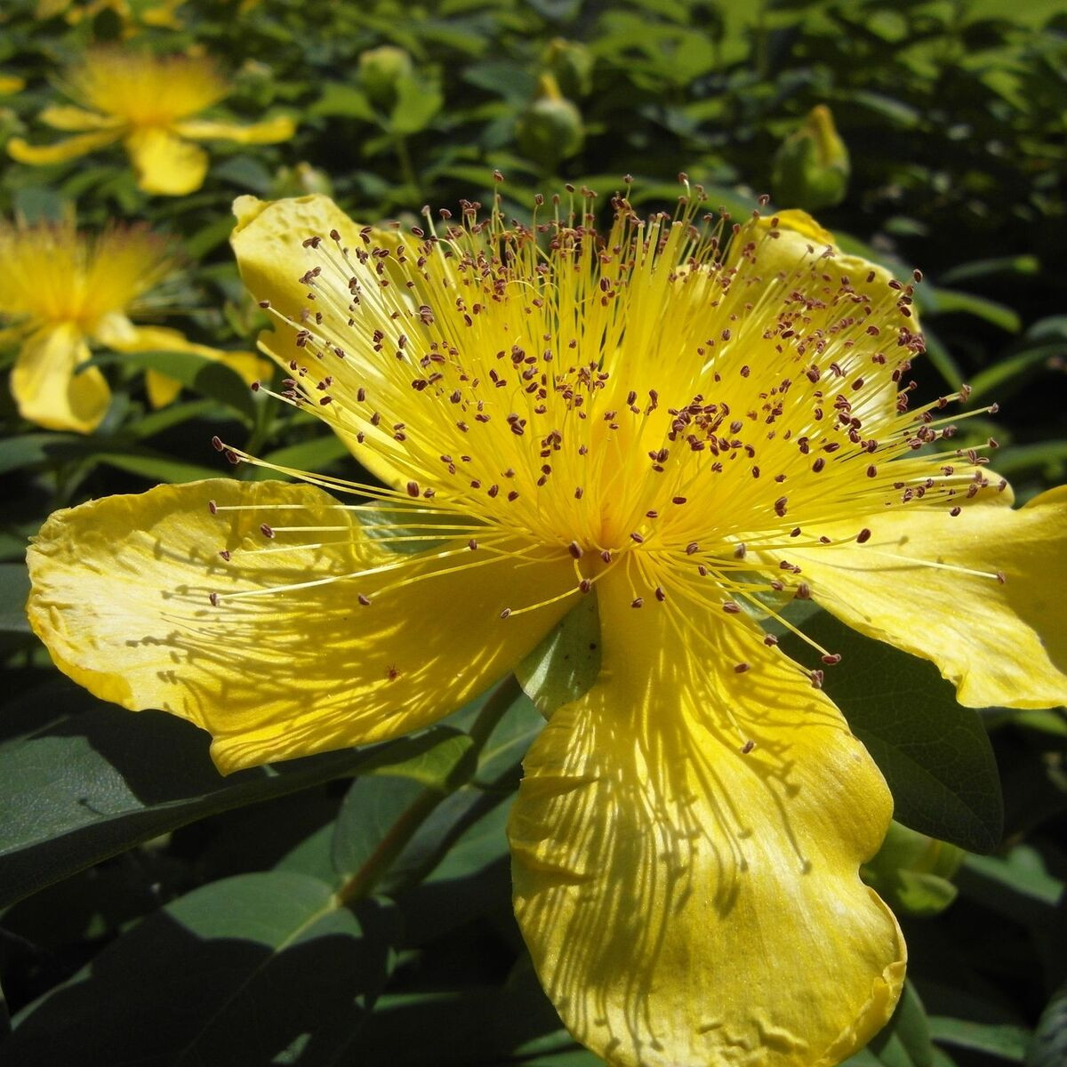 Millepertuis calycinum, Hypericum