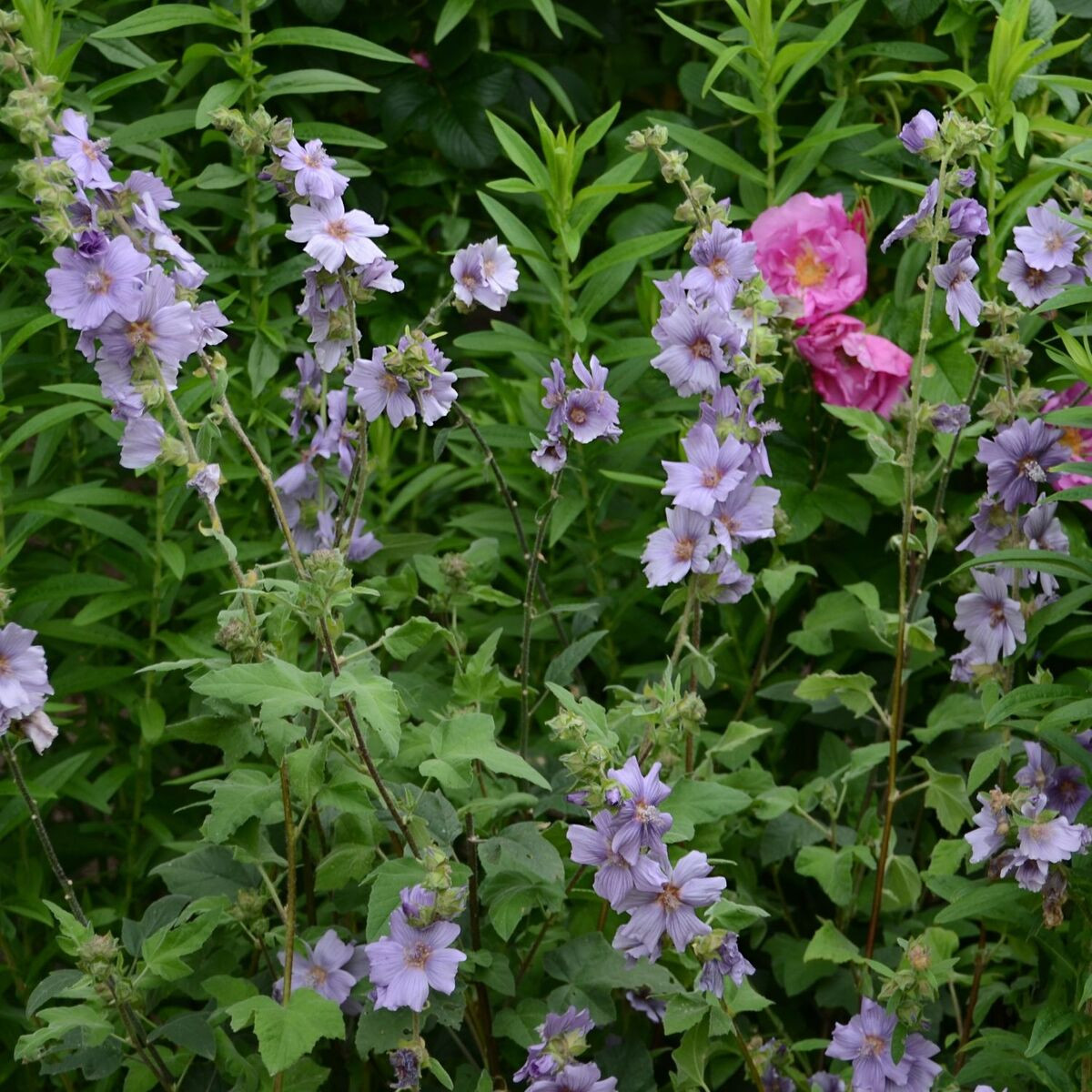 Lavatère Blue Bird® 'Renlav', Mauve en arbre, Lavatera Lavatère Blue Bird® 'Renlav', Mauve en arbre, Lavatera