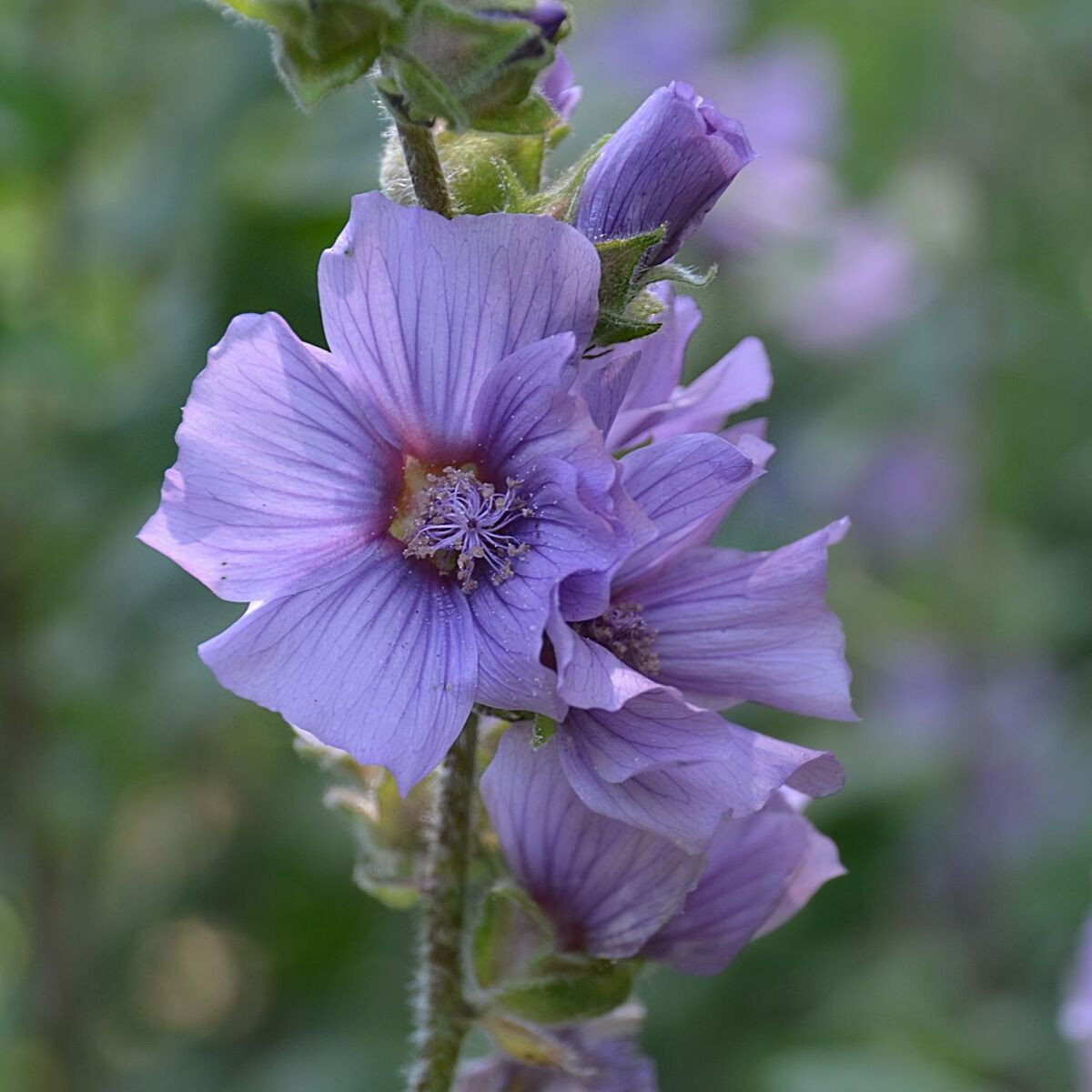 Lavatère Blue Bird® 'Renlav', Mauve en arbre, Lavatera Lavatère Blue Bird® 'Renlav', Mauve en arbre, Lavatera