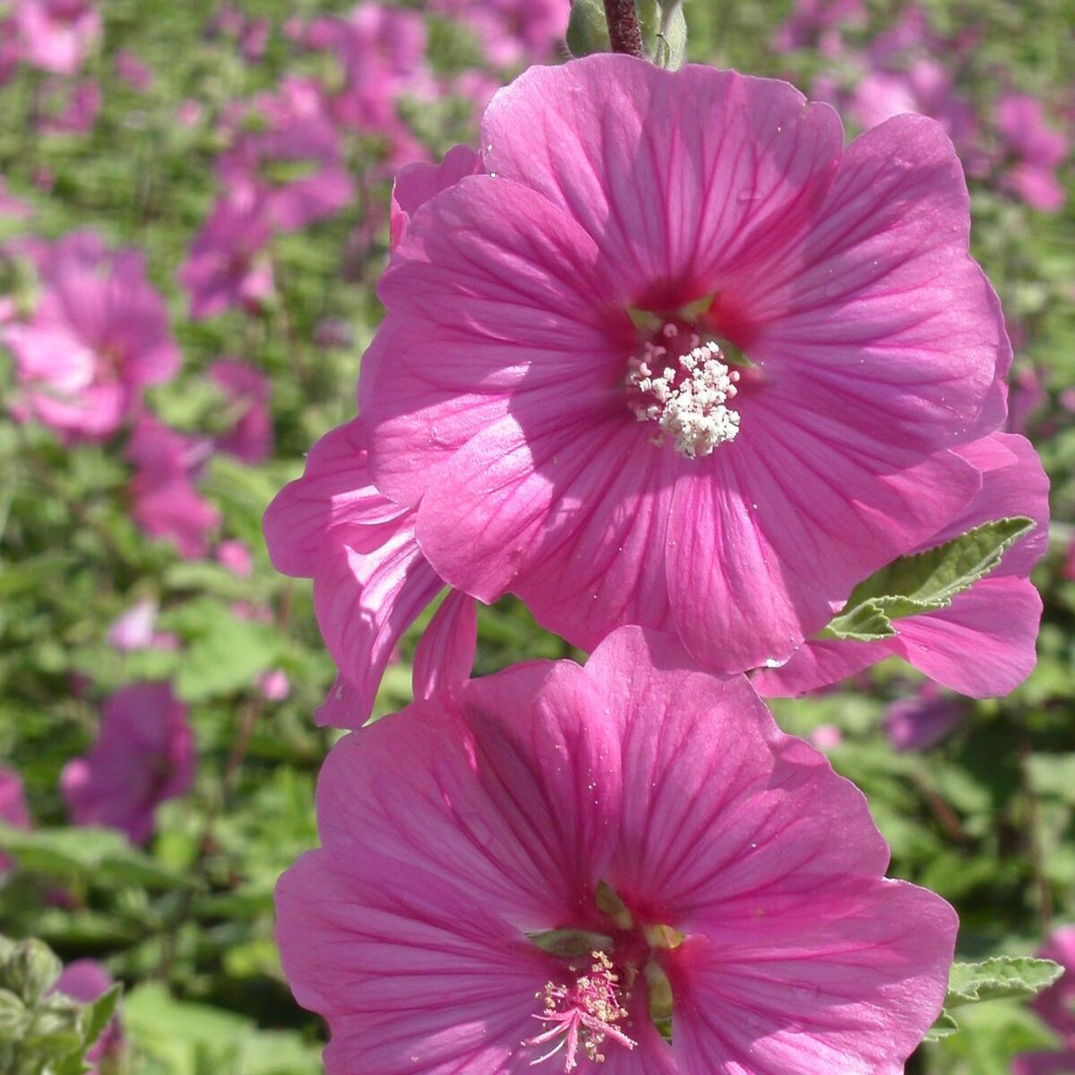 Lavatère Bredon Spring, Mauve en arbre, Lavatera