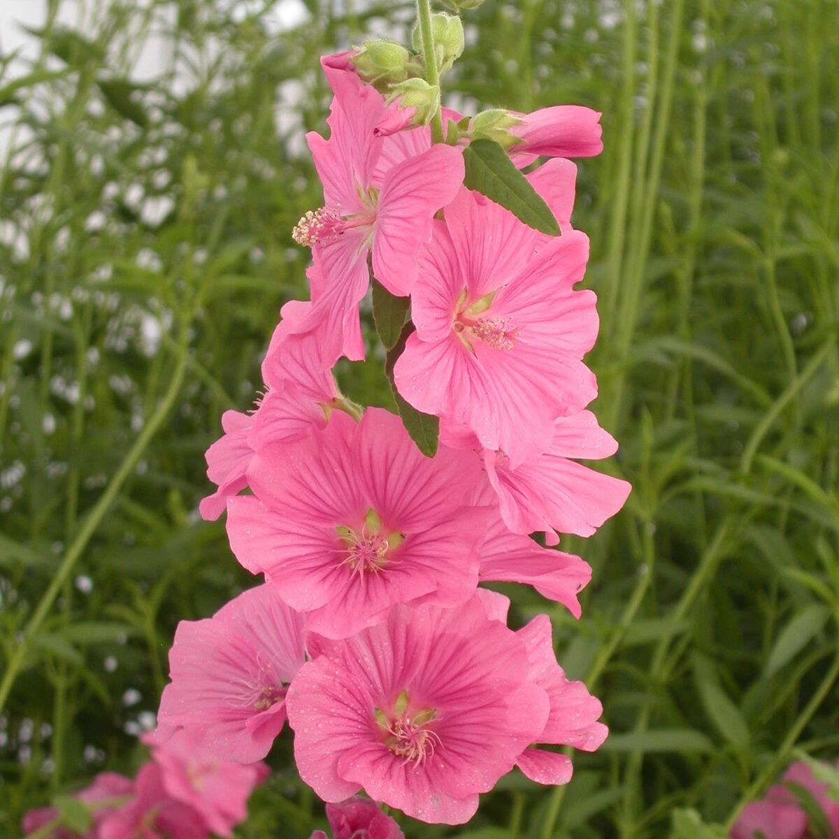 Lavatère Bredon Spring, Mauve en arbre, Lavatera