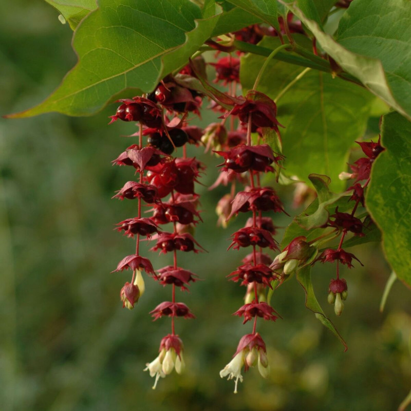 Arbre aux faisans Purple Rain, Leycesteria