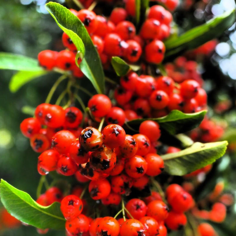 Buisson ardent Mohave, Pyracantha