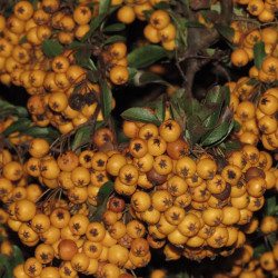 Buisson ardent coccinea Soleil d'Or