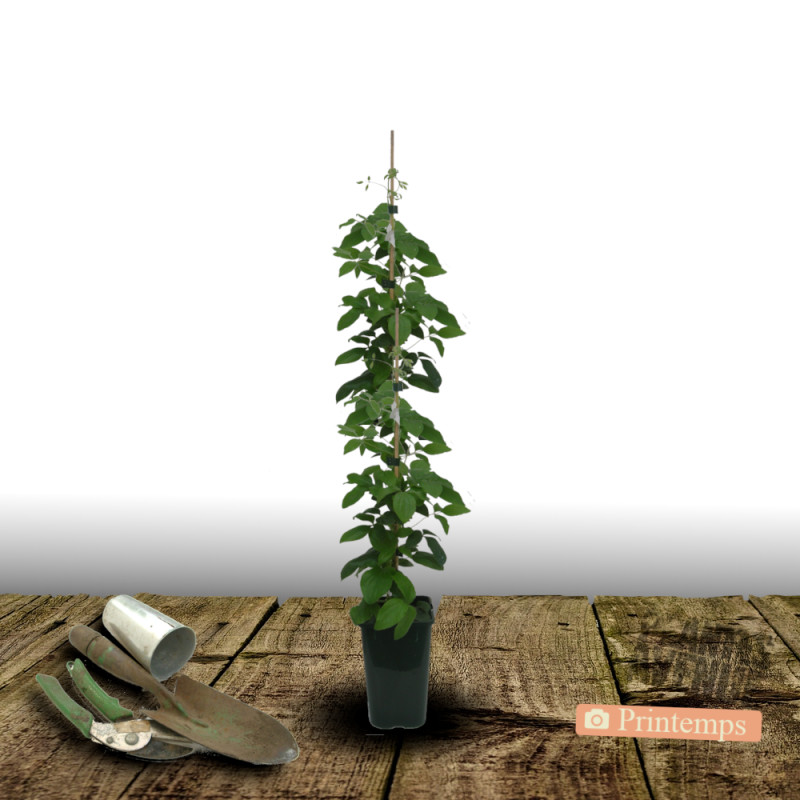 Clématite H F Young - Plante Grimpante à Grandes Fleurs Bleues - Floraison Mai, Juin, Septembre - Pot 5L