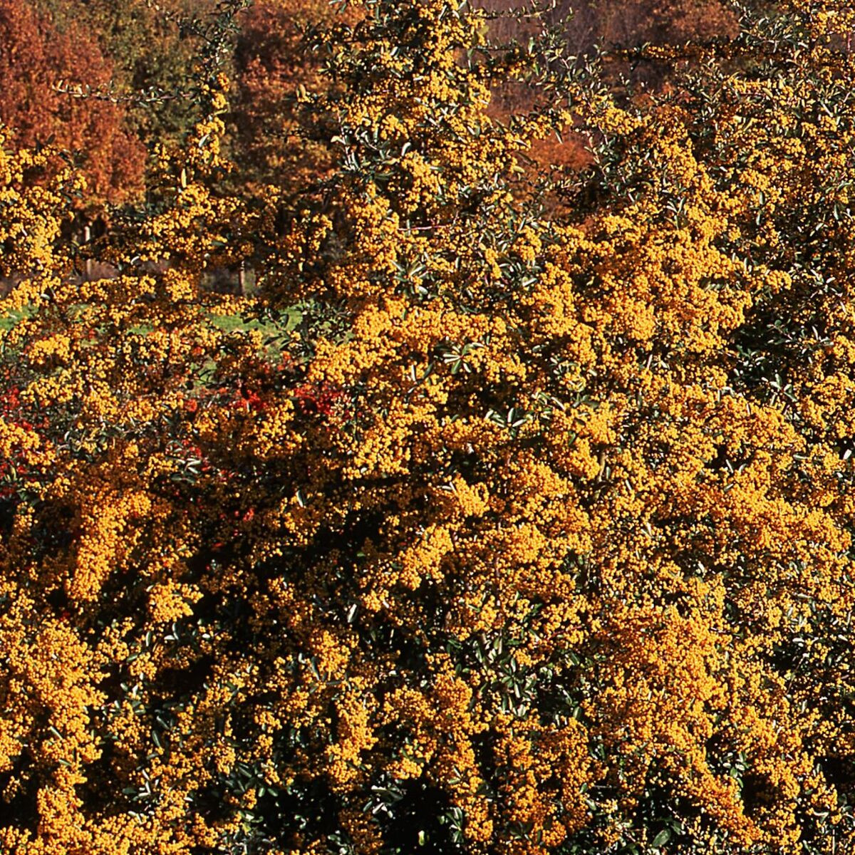 Buisson ardent coccinea Saphyr® Jaune 'Cadaune'