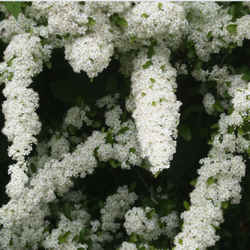 Buisson ardent Saphyr® Jaune 'Cadaune', Pyracantha