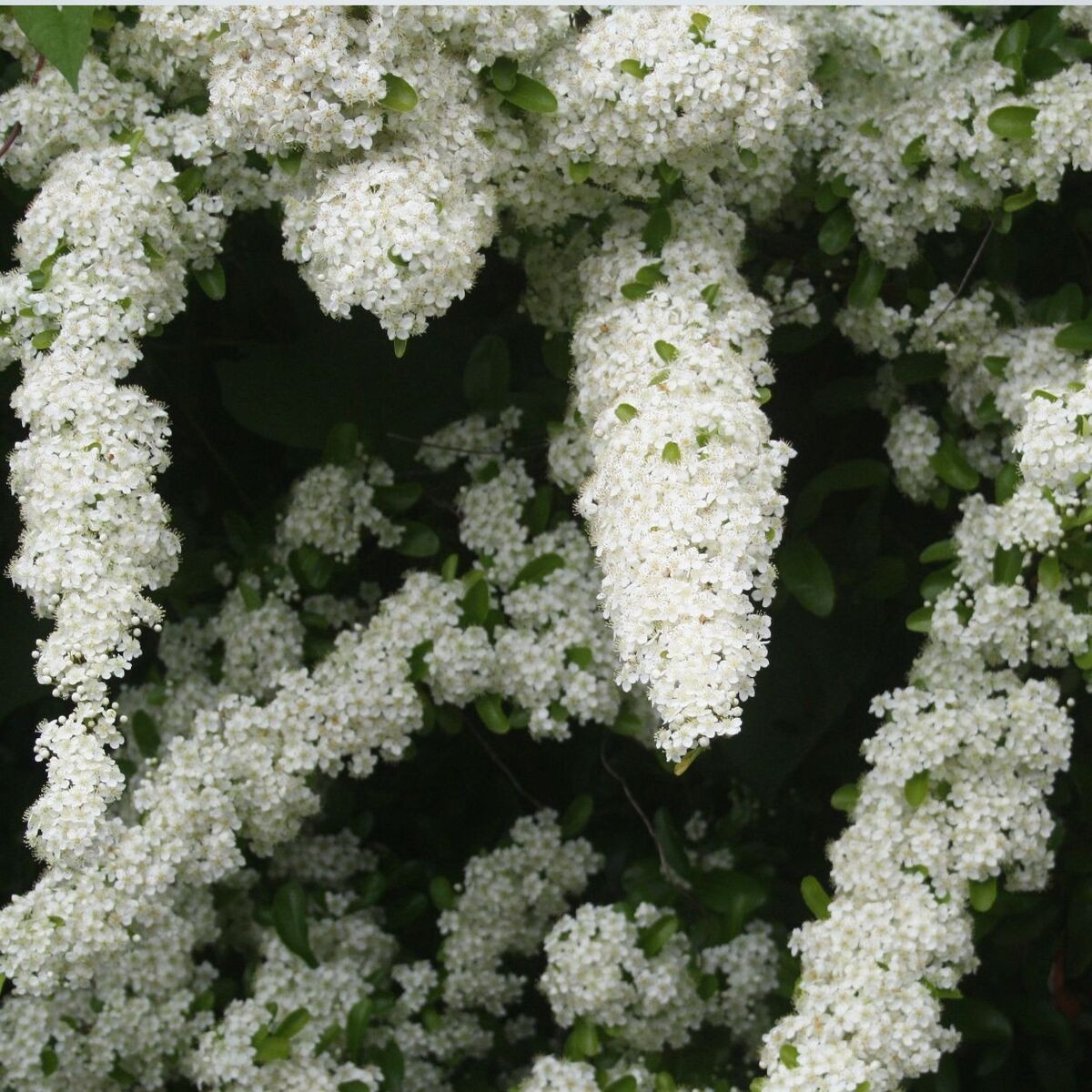 Buisson ardent coccinea Saphyr® Jaune 'Cadaune'