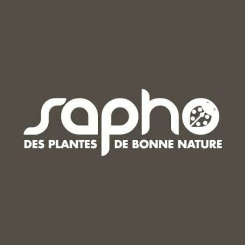 Buisson ardent Saphyr® Jaune 'Cadaune', Pyracantha