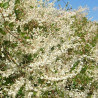 Renouée aubertii, Polygonum