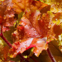 Heucherella Brass Lantern®