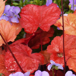 Heuchere x Cherry Cola®