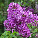 Lilas de Rouen Saugeana