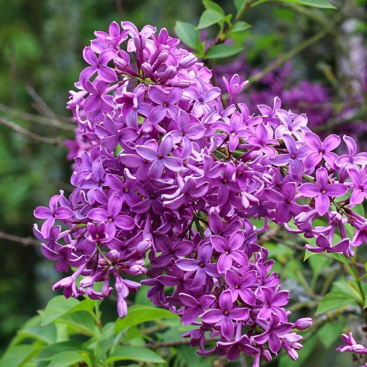 Lilas de Rouen Saugeana, Syringa