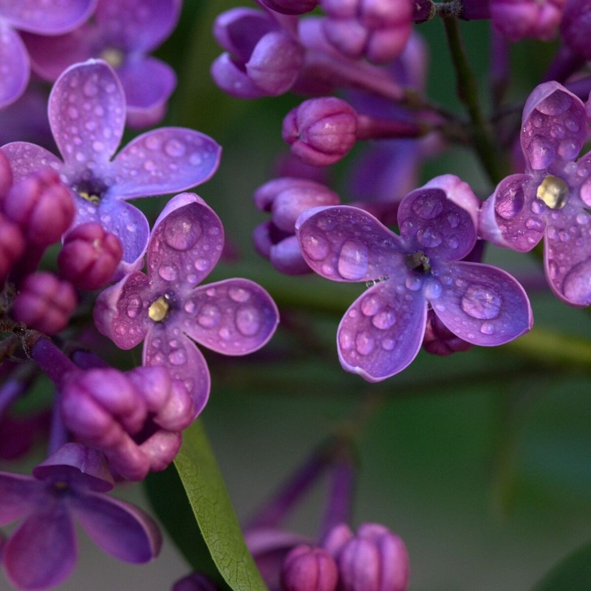 Lilas de Rouen Saugeana, Syringa