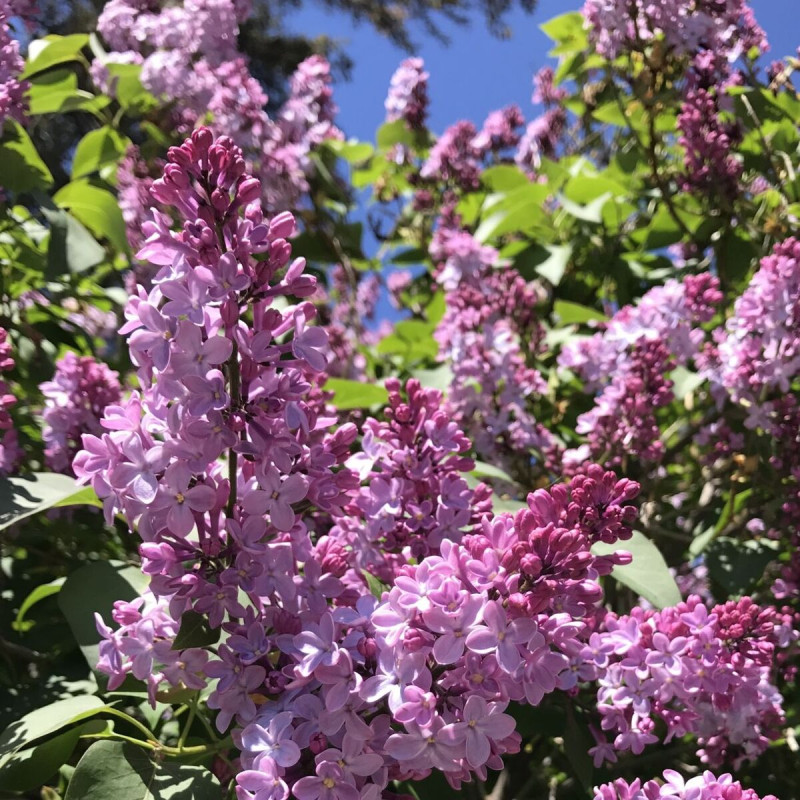 Lilas commun Belle de Nancy, Syringa
