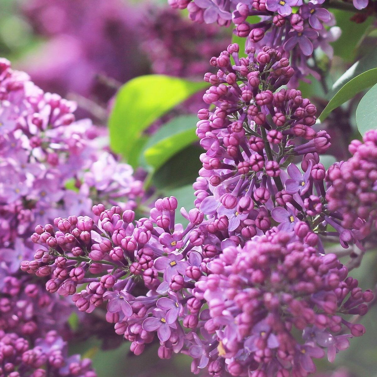 Lilas commun Katherine Havemeyer, Syringa Lilas commun Katherine Havemeyer, Syringa