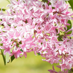 Lilas x Josee