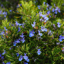 Romarin Corsican Blue