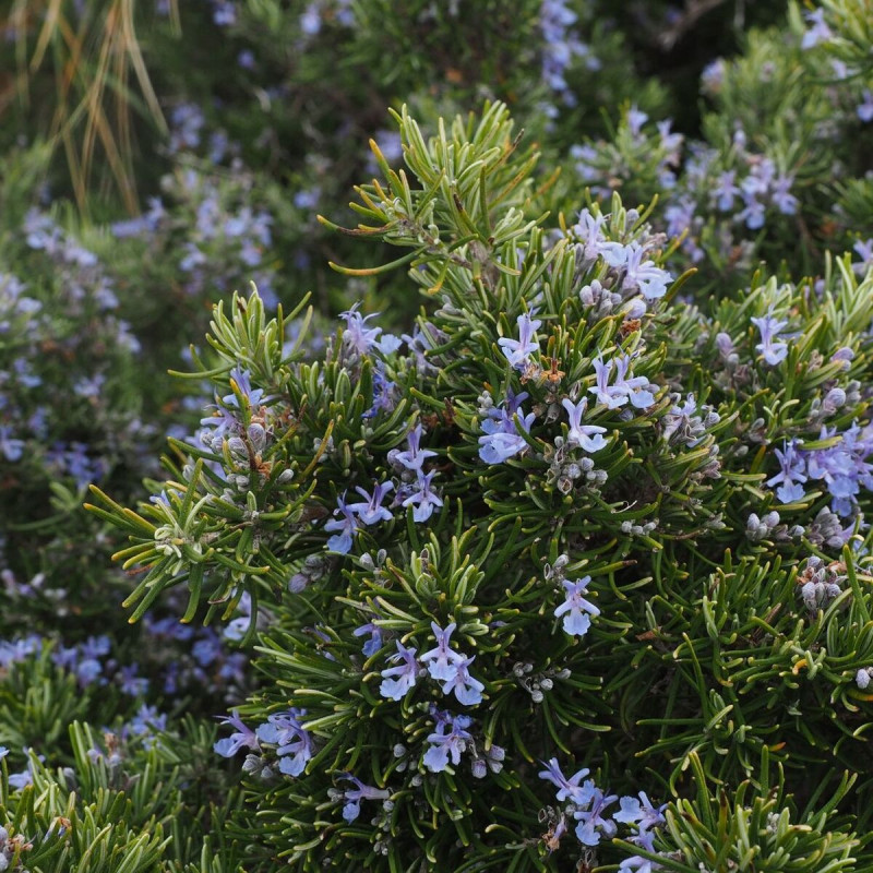 Romarin Corsican Blue