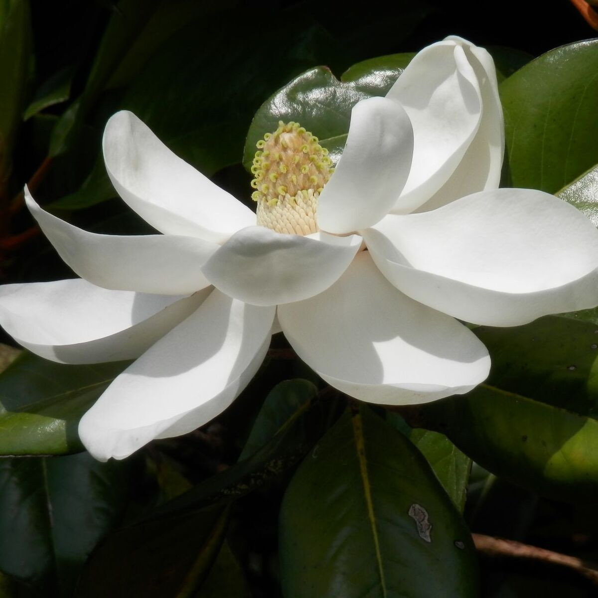Magnolia à grandes fleurs Treyvei, Magnolia persistant Magnolia à grandes fleurs Treyvei, Magnolia persistant