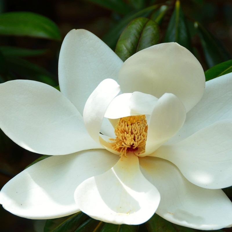 Magnolia à grandes fleurs Treyvei, Magnolia persistant