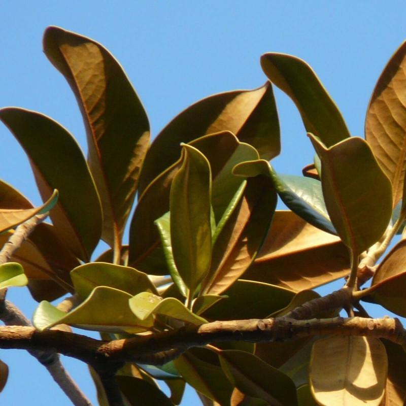 Magnolia à grandes fleurs Treyvei, Magnolia persistant
