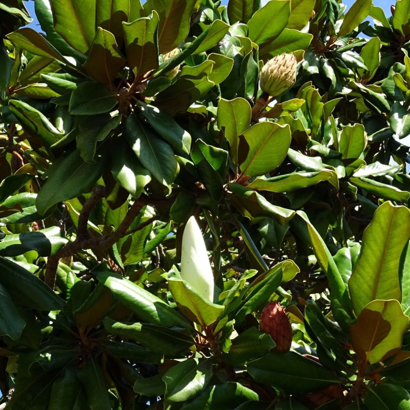 Magnolia à grandes fleurs Treyvei, Magnolia persistant