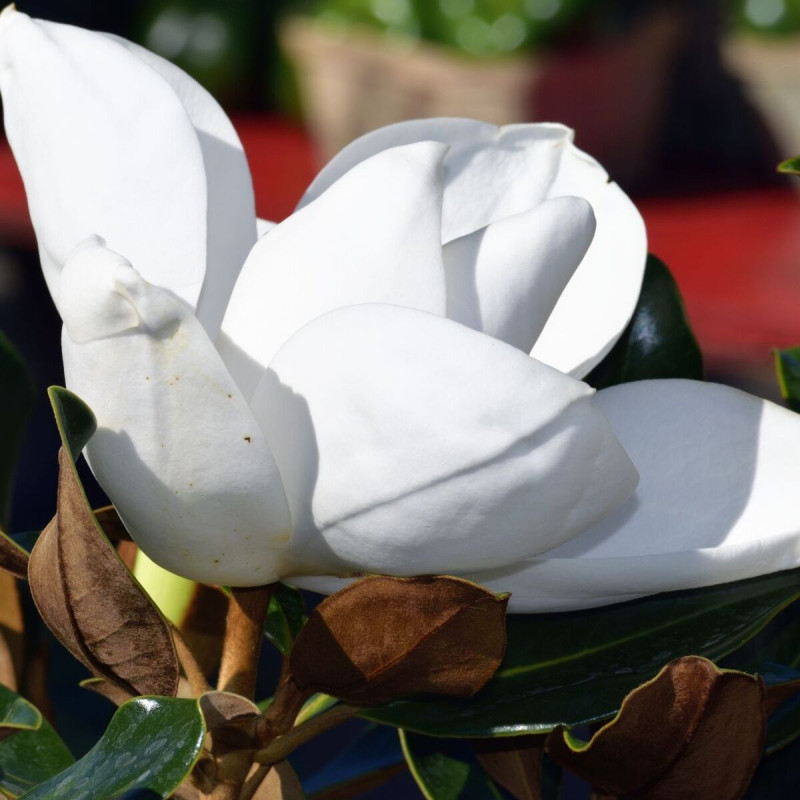 Magnolia à grandes fleurs Little Gem