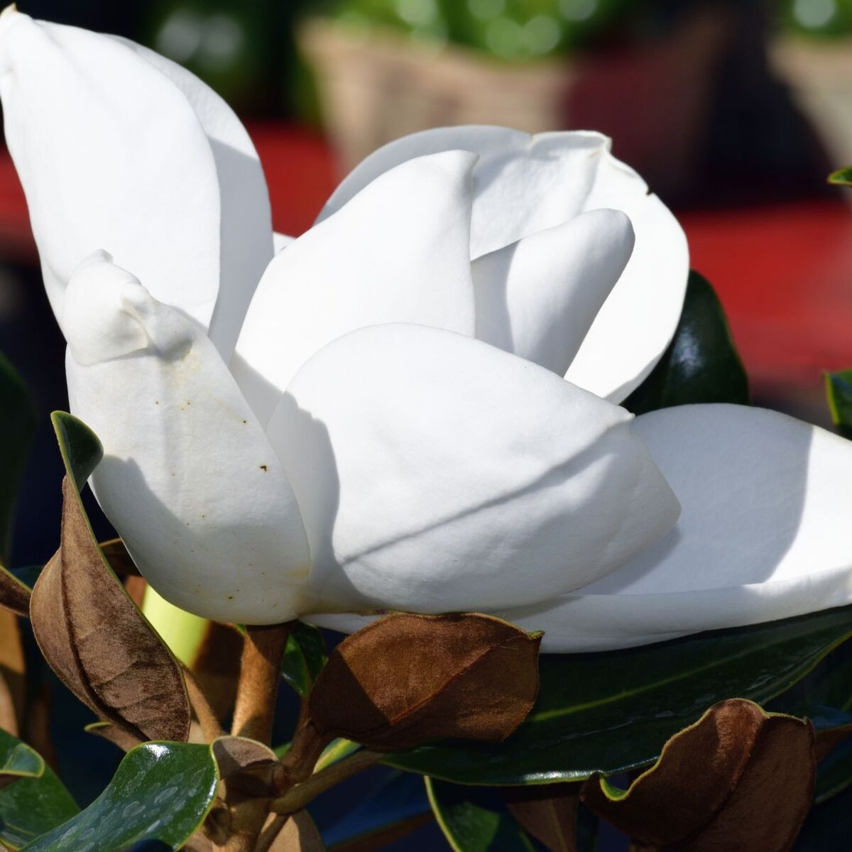 Magnolia à grandes fleurs Little Gem