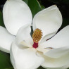 Magnolia à grandes fleurs Little Gem
