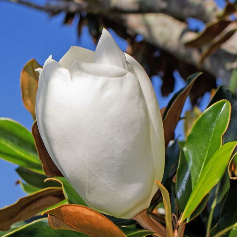 Magnolia à grandes fleurs Little Gem