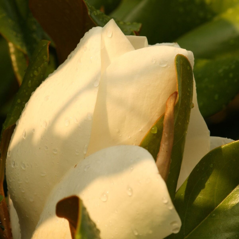 Magnolia à grandes fleurs Little Gem