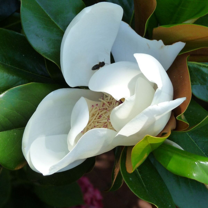 Magnolia à grandes fleurs Little Gem