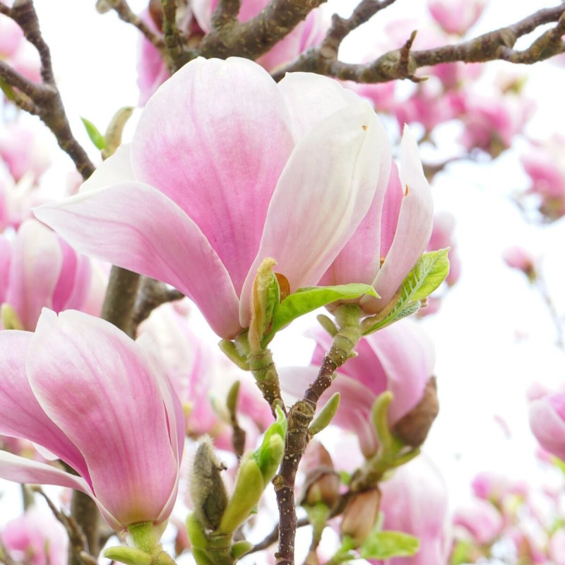 Magnolia de Chine Alexandrina, Magnolia de Soulange