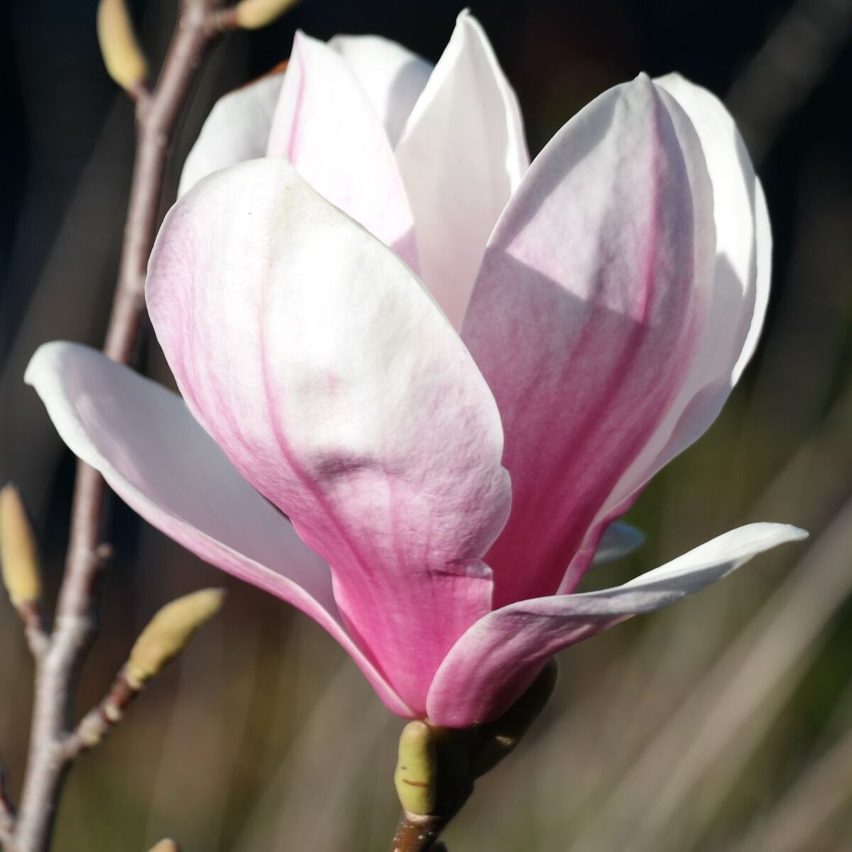 Magnolia de Chine Alexandrina, Magnolia de Soulange