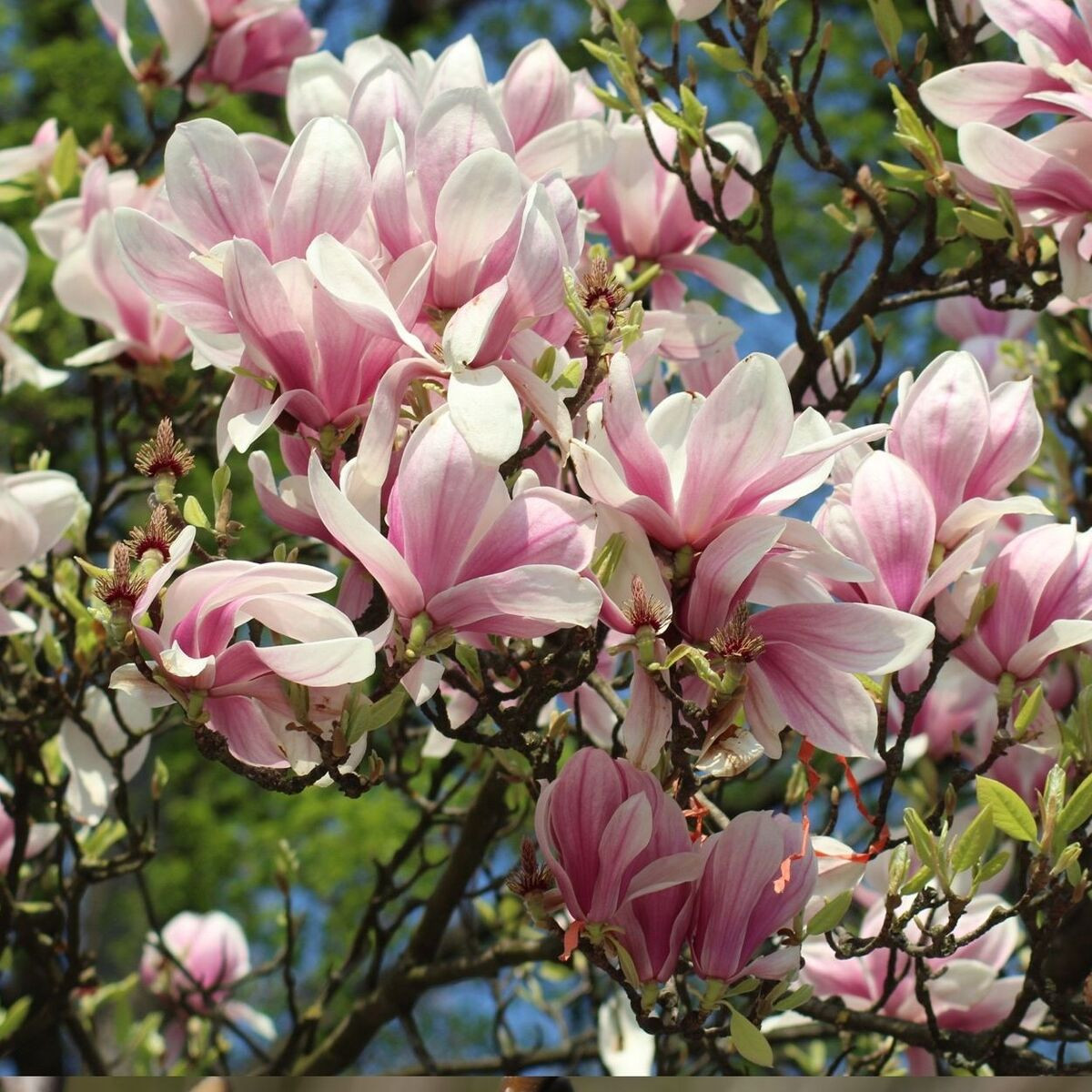 Magnolia de Chine Alexandrina, Magnolia de Soulange