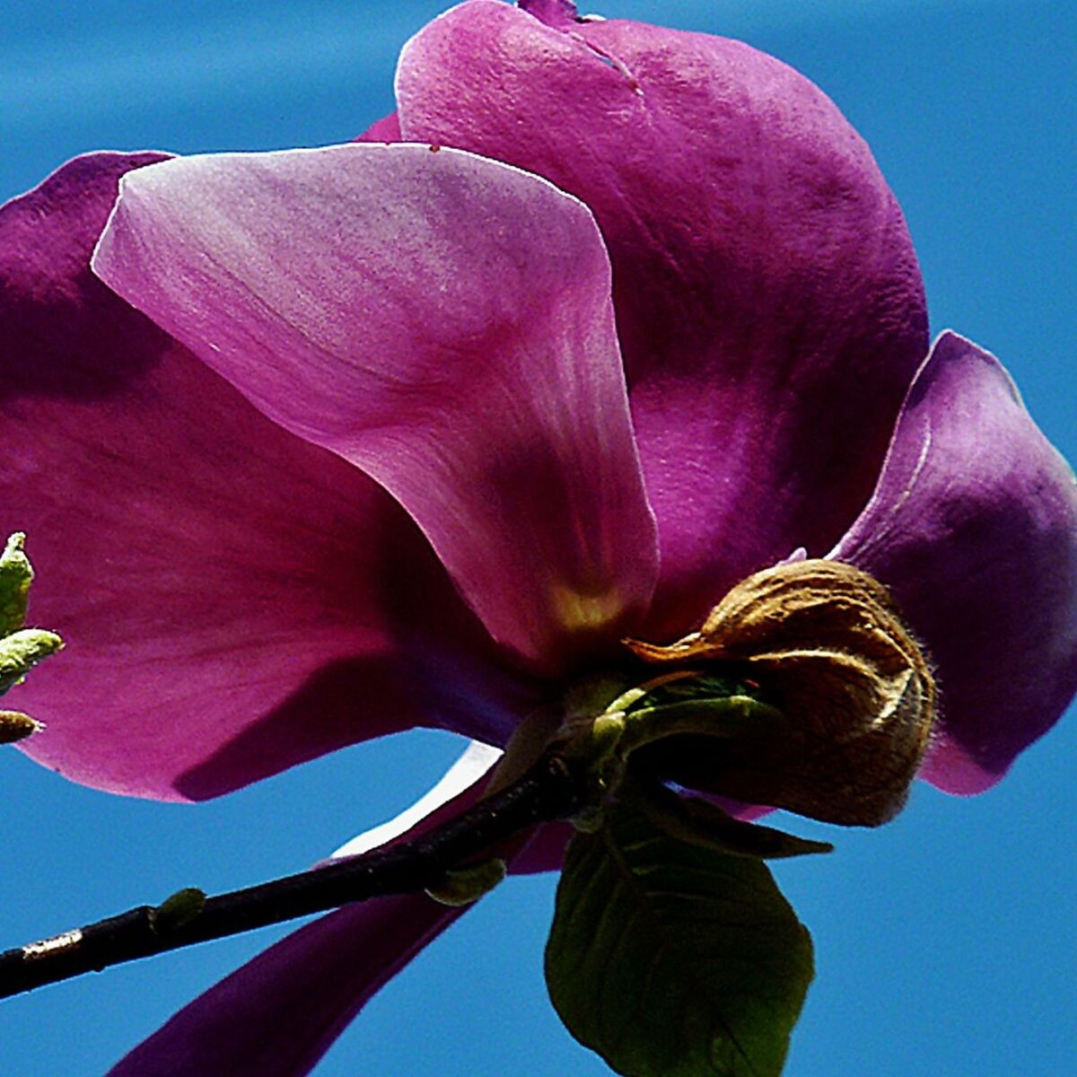 Magnolia de Chine Beugnon, Magnolia de Soulange Magnolia de Chine Beugnon, Magnolia de Soulange