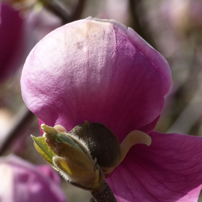 Magnolia de Chine Beugnon, Magnolia de Soulange